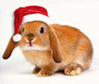 C новым годом! C новым годом!
