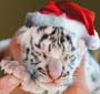 С Новым Годом! С Новым Годом!