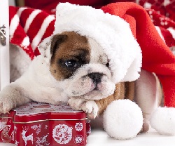 С Новым ГОДОМ! С Новым ГОДОМ!